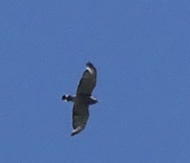 Broad-winged Hawk - ML462655551