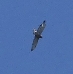 Broad-winged Hawk - ML462655571