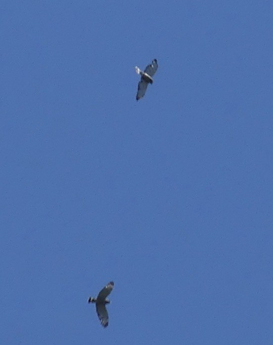 Broad-winged Hawk - ML462655581