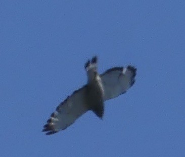Broad-winged Hawk - ML462655591