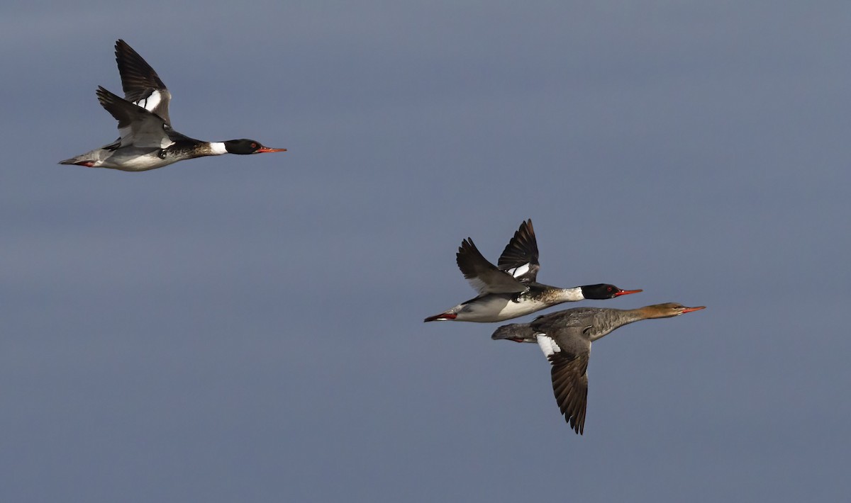 Red-breasted Merganser - ML462655631