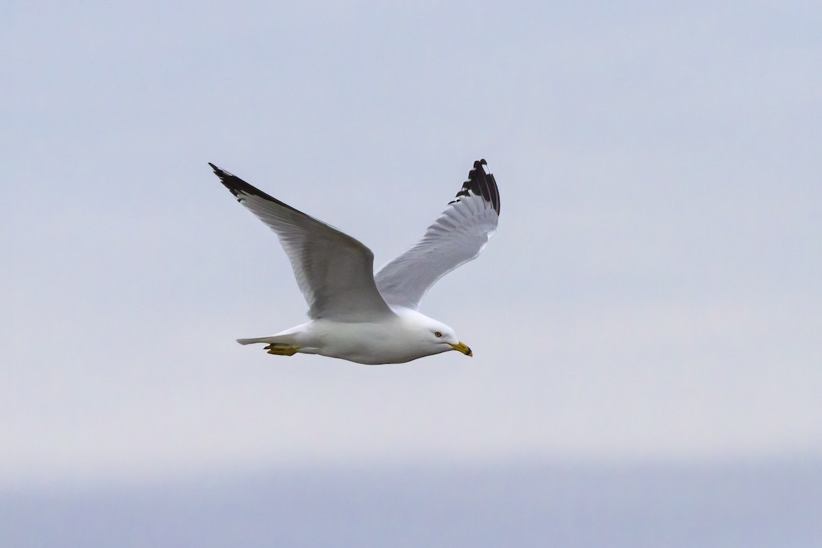 Ring-billed Gull - ML462655691