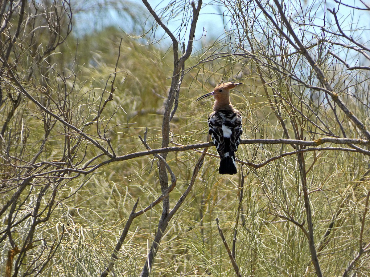 Eurasian Hoopoe - ML462655761