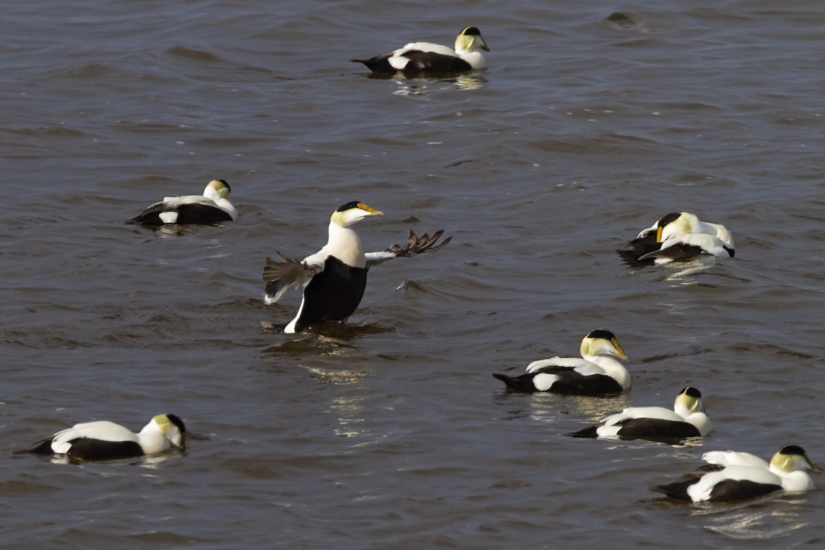 Common Eider - ML462655971