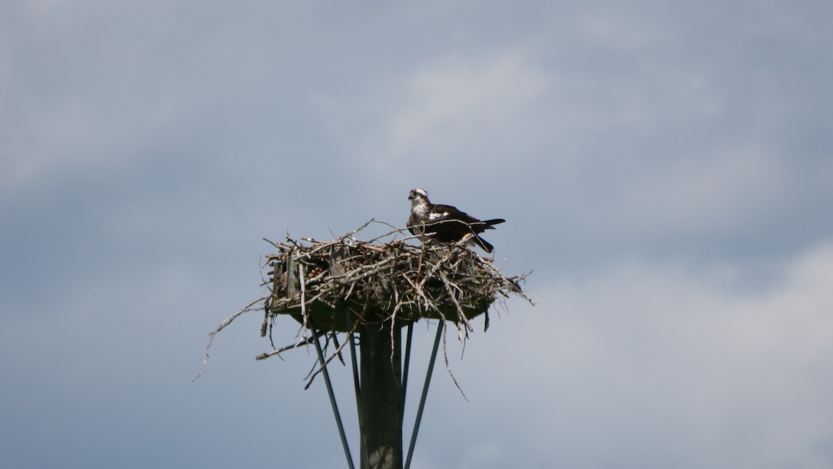 Osprey - Mike Grant