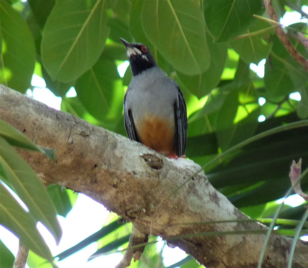 Red-legged Thrush - Mark Easterbrook