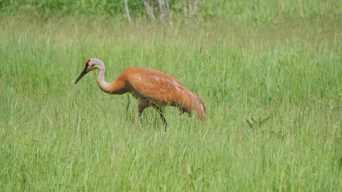 カナダヅル - ML462656611