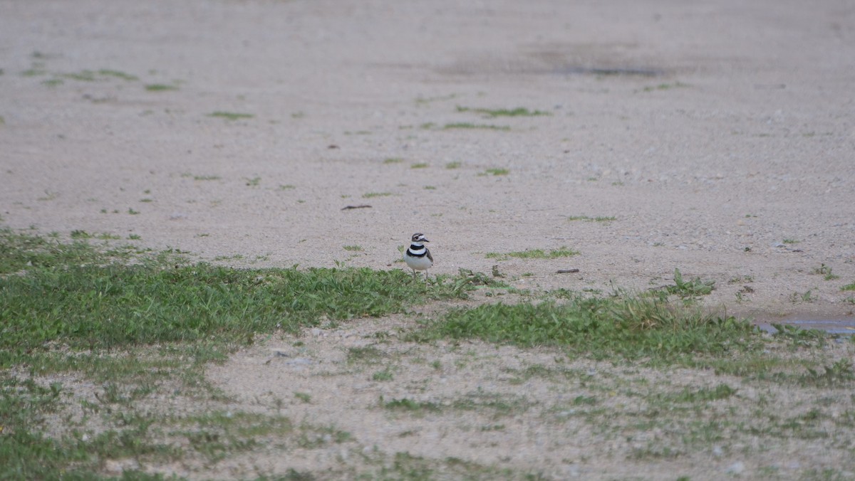 Killdeer - ML462656711