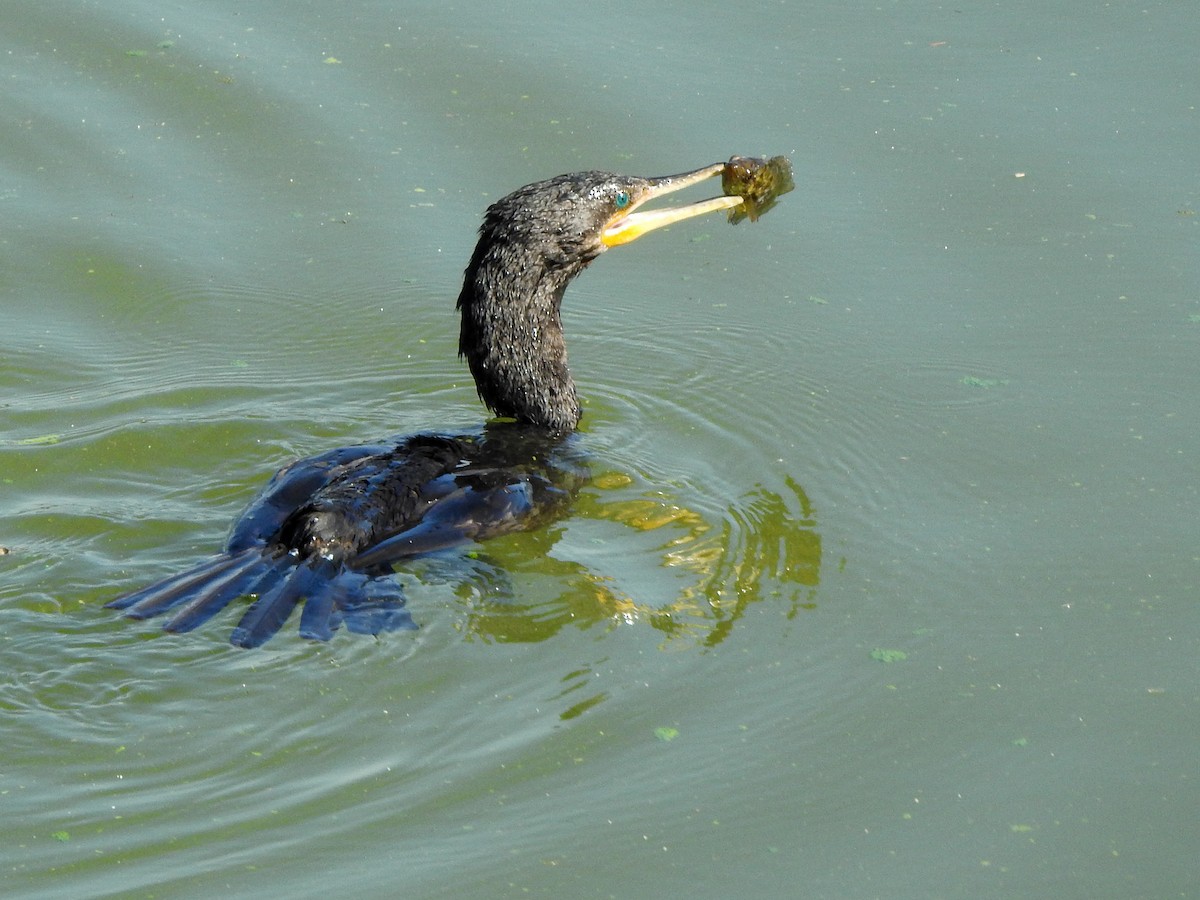 Neotropic Cormorant - Anonymous