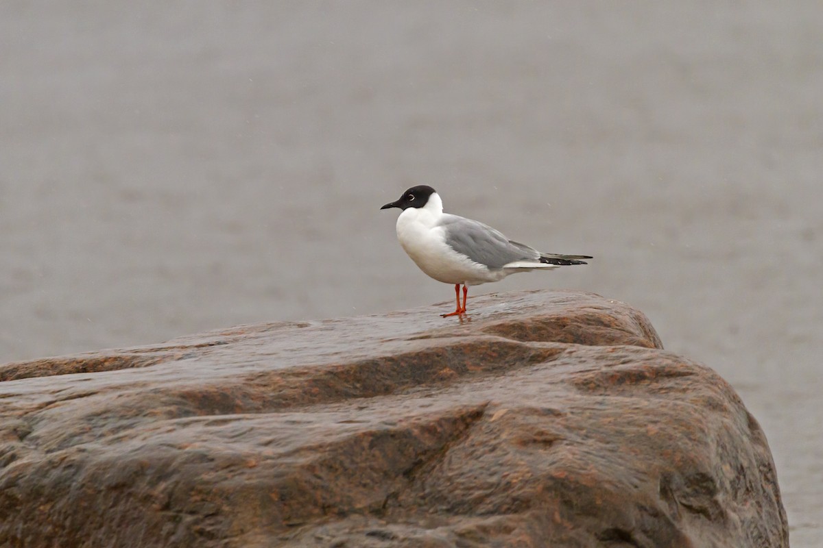 Bonaparte's Gull - ML462657371