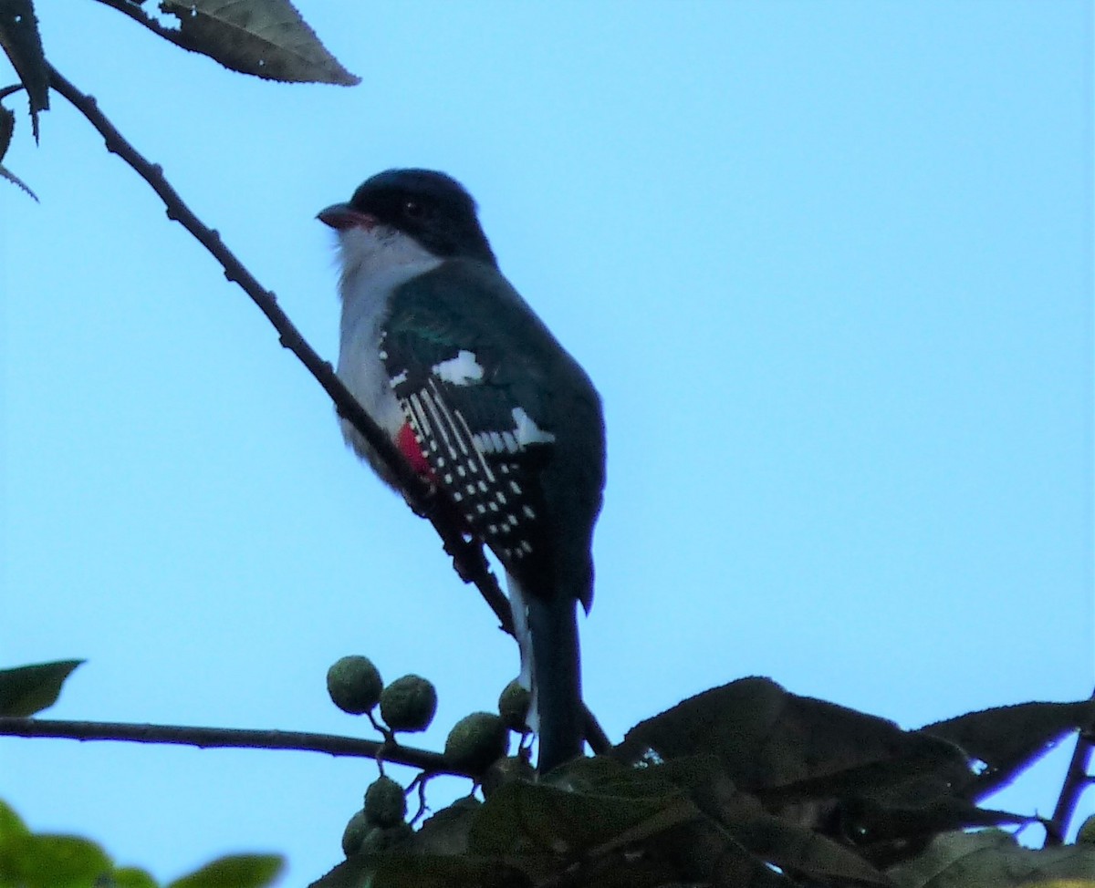 Cuban Trogon - Mark Easterbrook