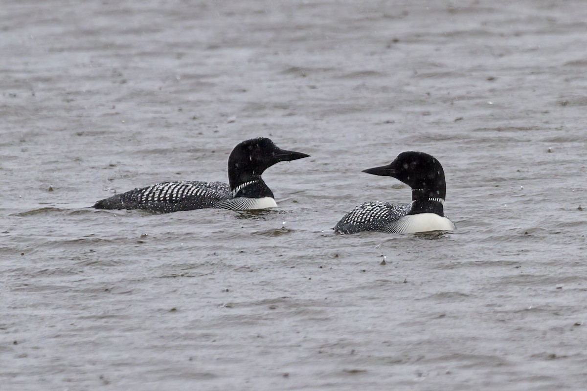 Common Loon - ML462658621