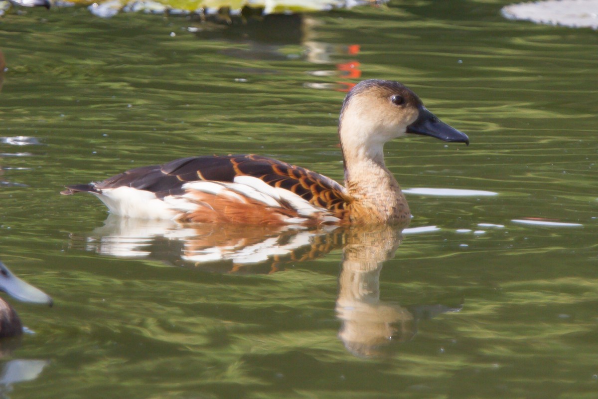 Wandering Whistling-Duck - ML462658691