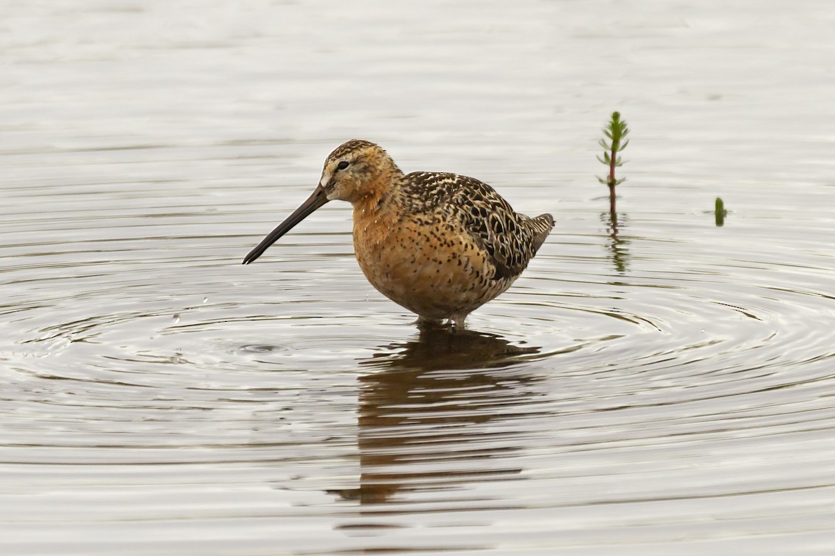 Short-billed Dowitcher - ML462658881