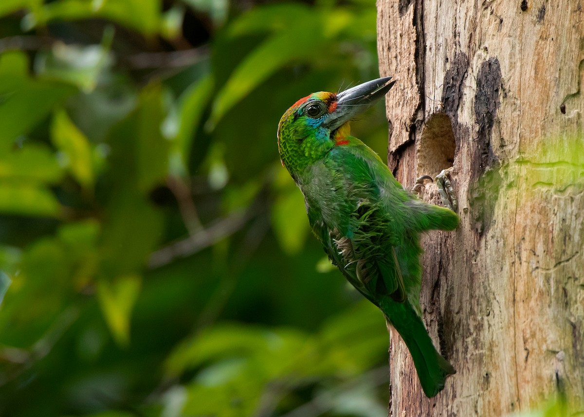 Red-throated Barbet - ML462659001