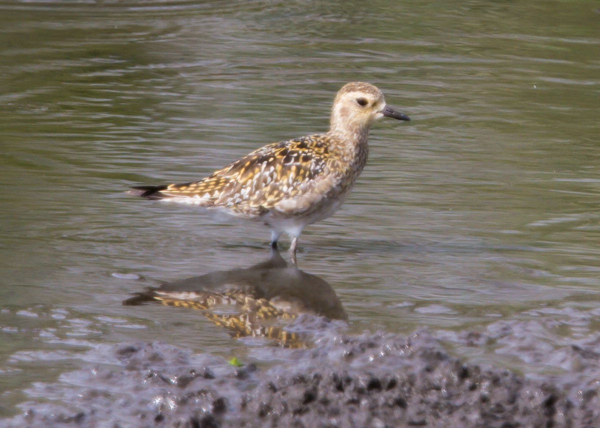 Pacific Golden-Plover - Christopher Sloan