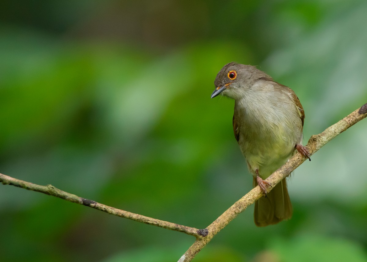 Spectacled Bulbul - ML462659251