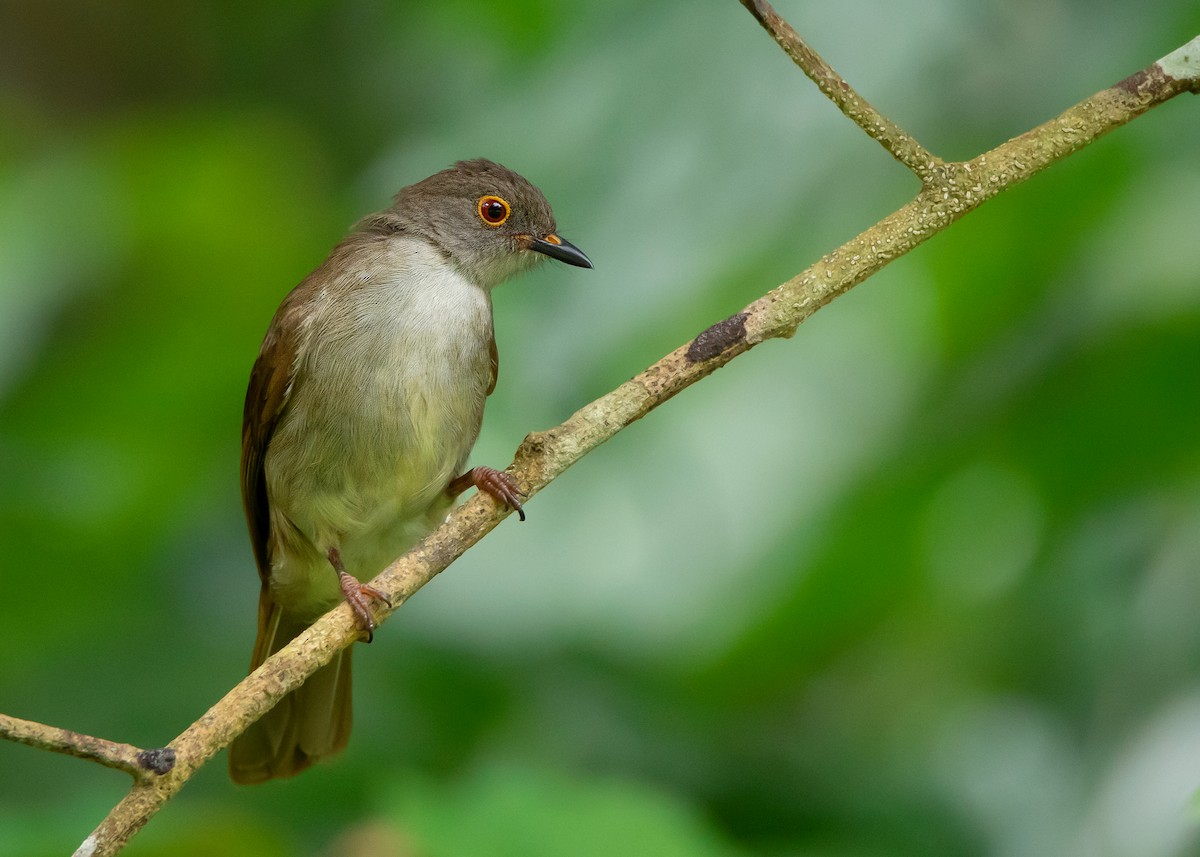 Spectacled Bulbul - ML462659261