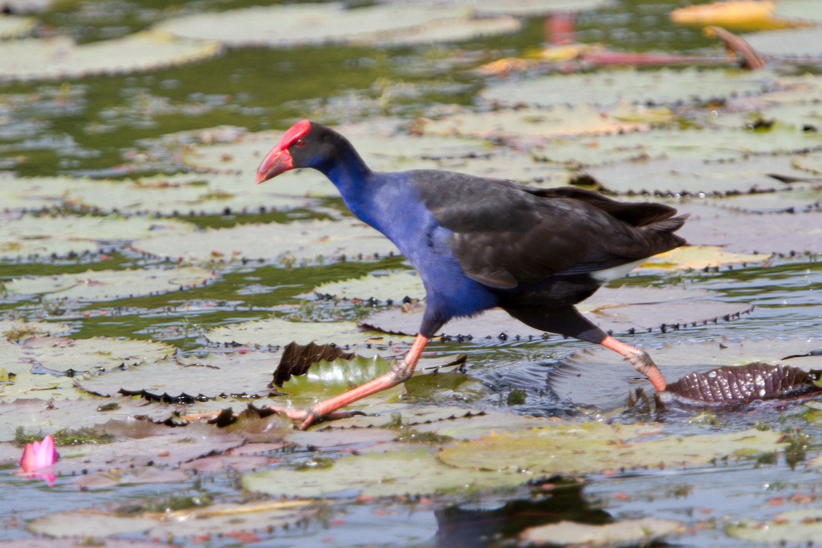 Australasian Swamphen - ML462659281