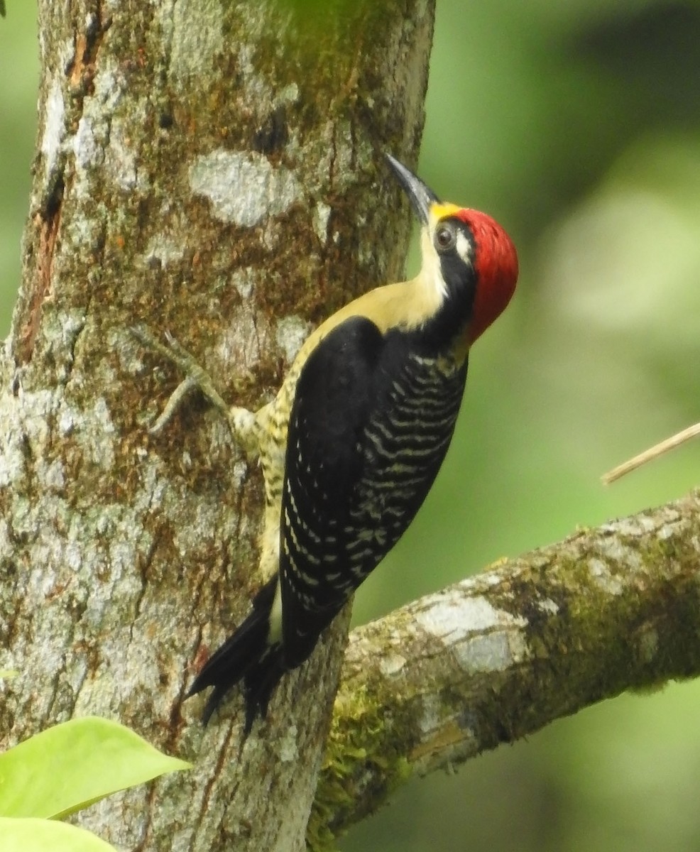 Black-cheeked Woodpecker - ML462660021