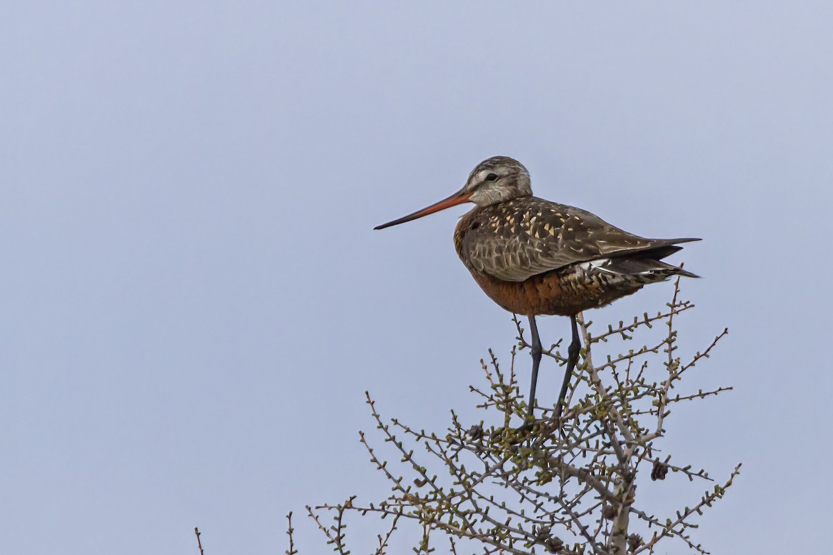 アメリカオグロシギ - ML462660341