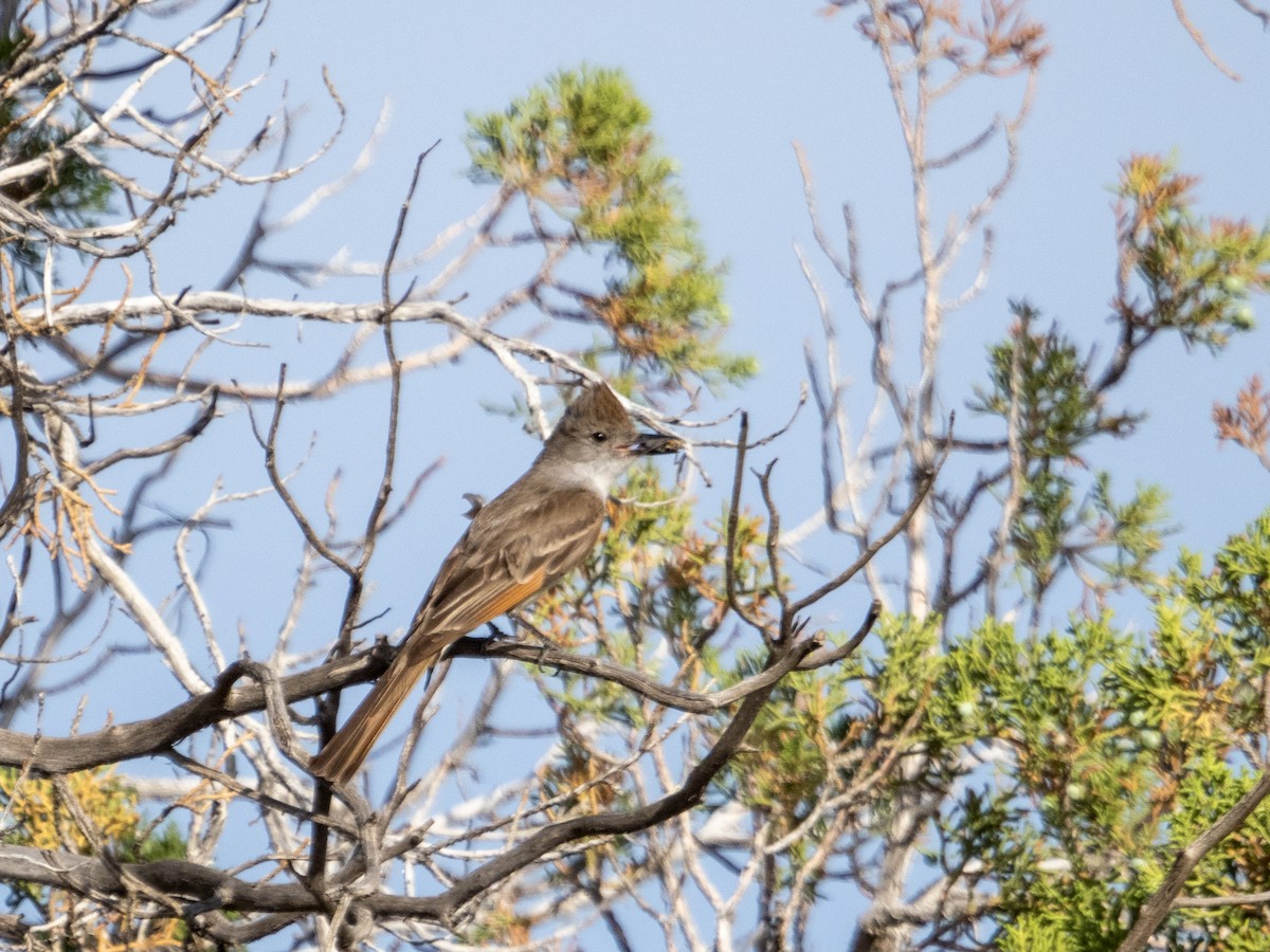 Ash-throated Flycatcher - ML462661121