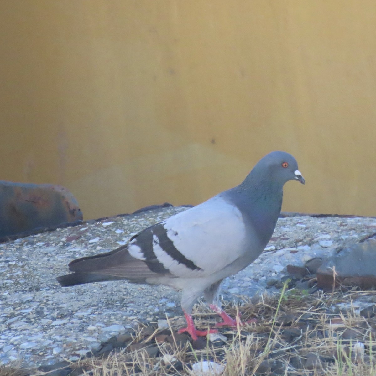 Rock Pigeon (Feral Pigeon) - ML462661551