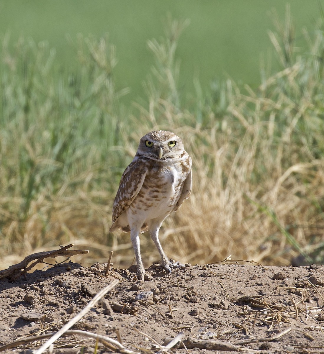 Burrowing Owl - ML462661701