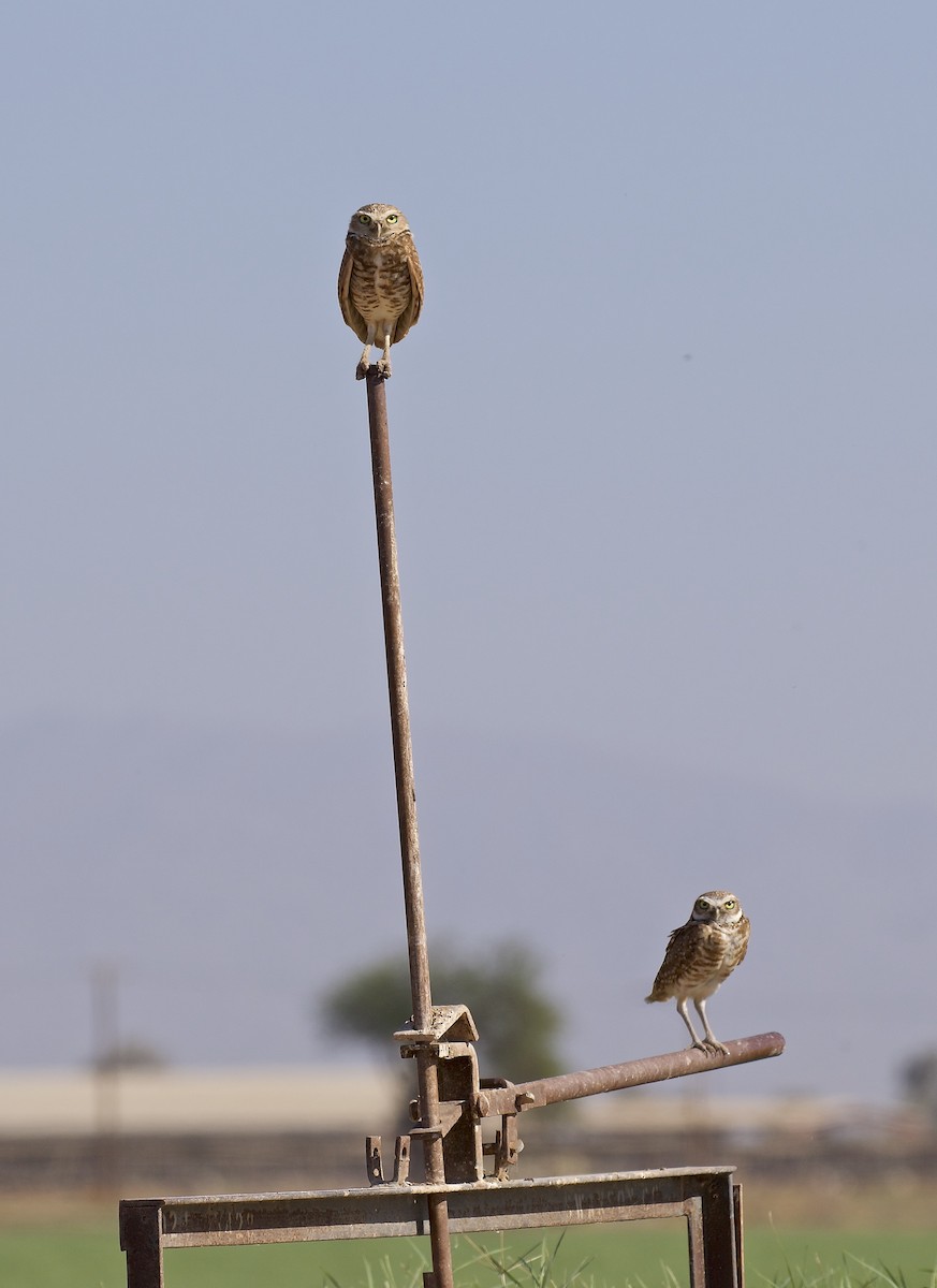 Burrowing Owl - ML462661731