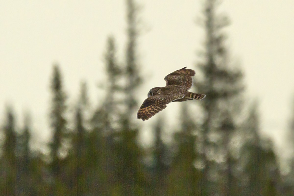Short-eared Owl - ML462661971