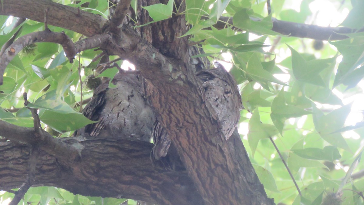 Collared Scops-Owl - ML462662271