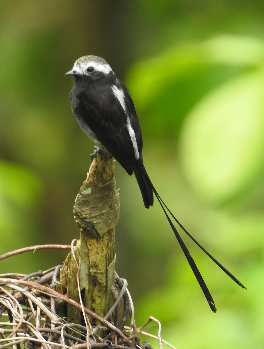 Long-tailed Tyrant - ML462662341