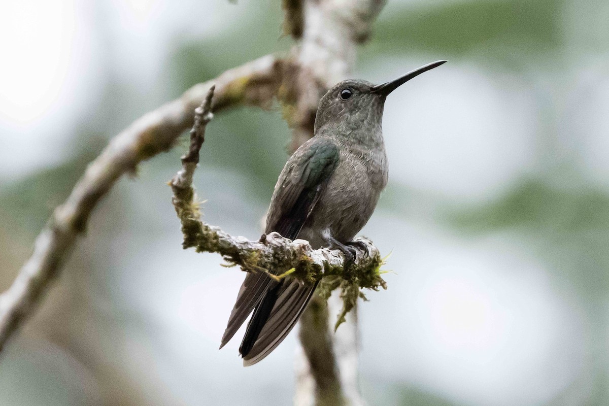 Sombre Hummingbird - Linda Rudolph