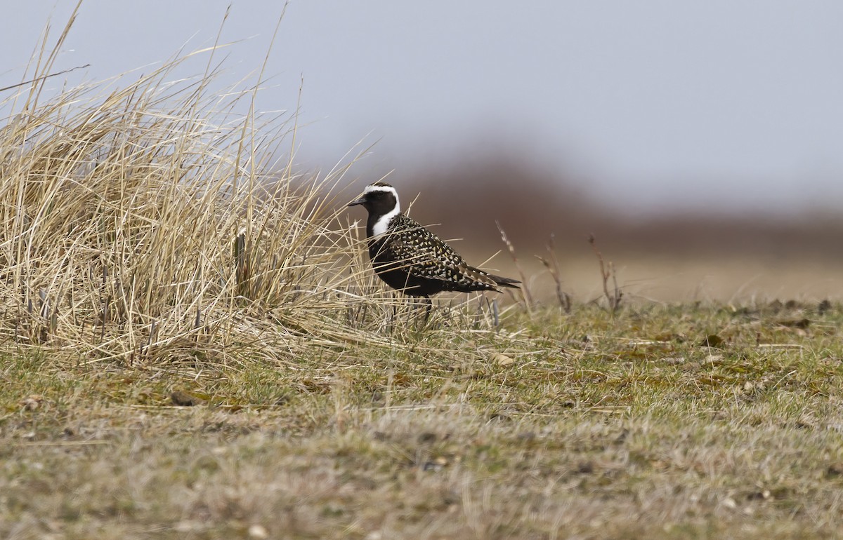 American Golden-Plover - ML462664851