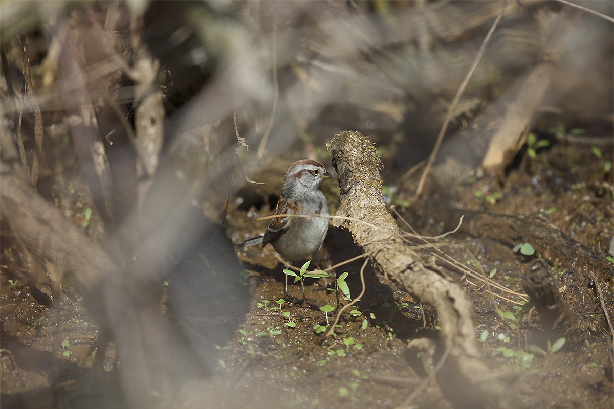 Hudson Körfezi Serçesi - ML462665011