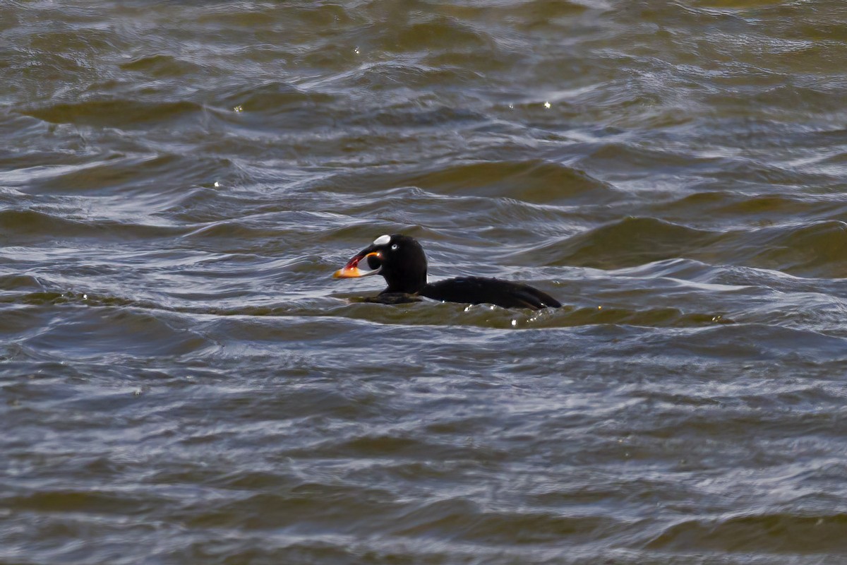 Surf Scoter - ML462665611