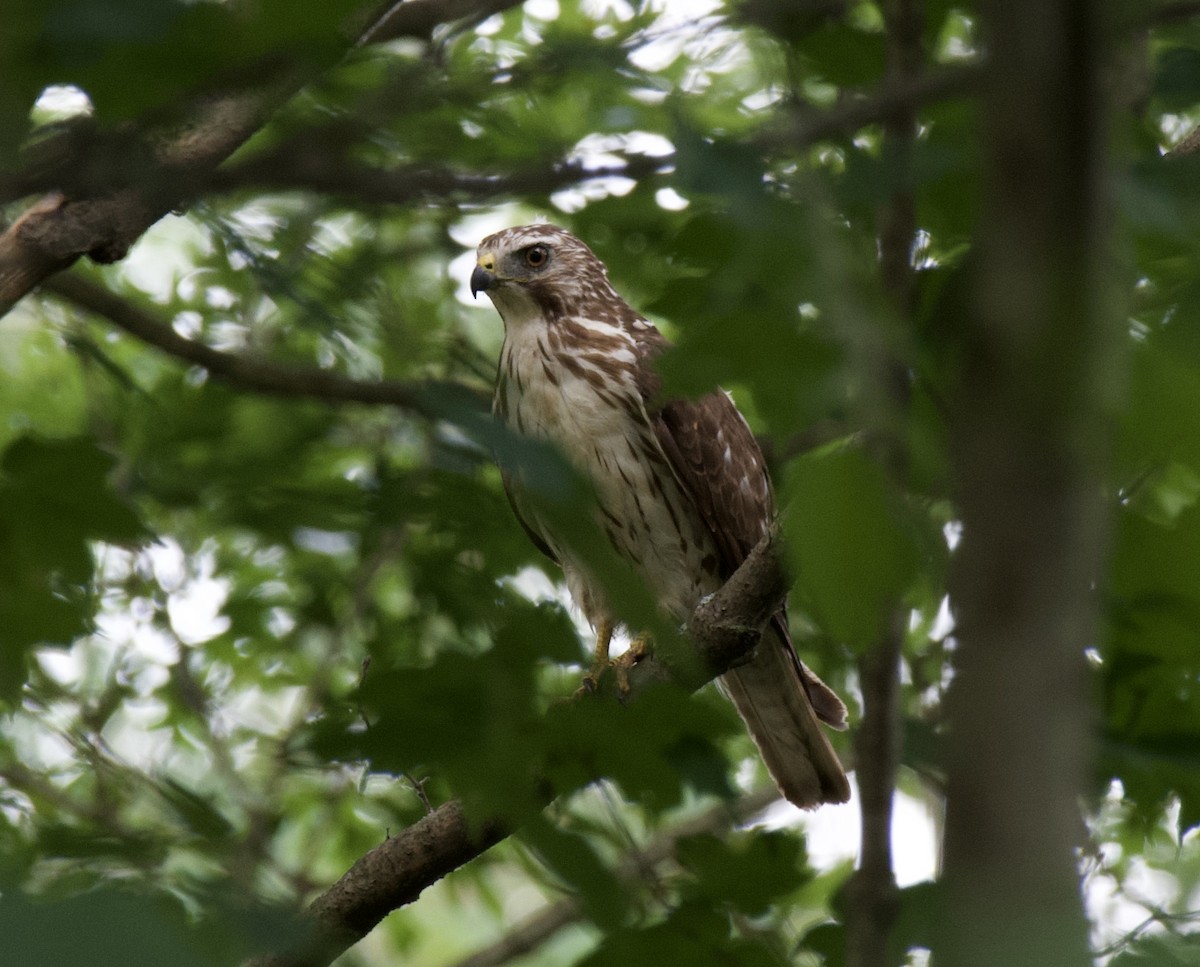 Broad-winged Hawk - ML462665791