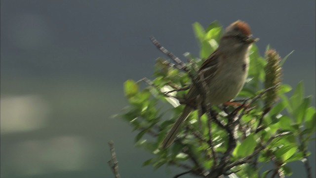 American Tree Sparrow - ML462666
