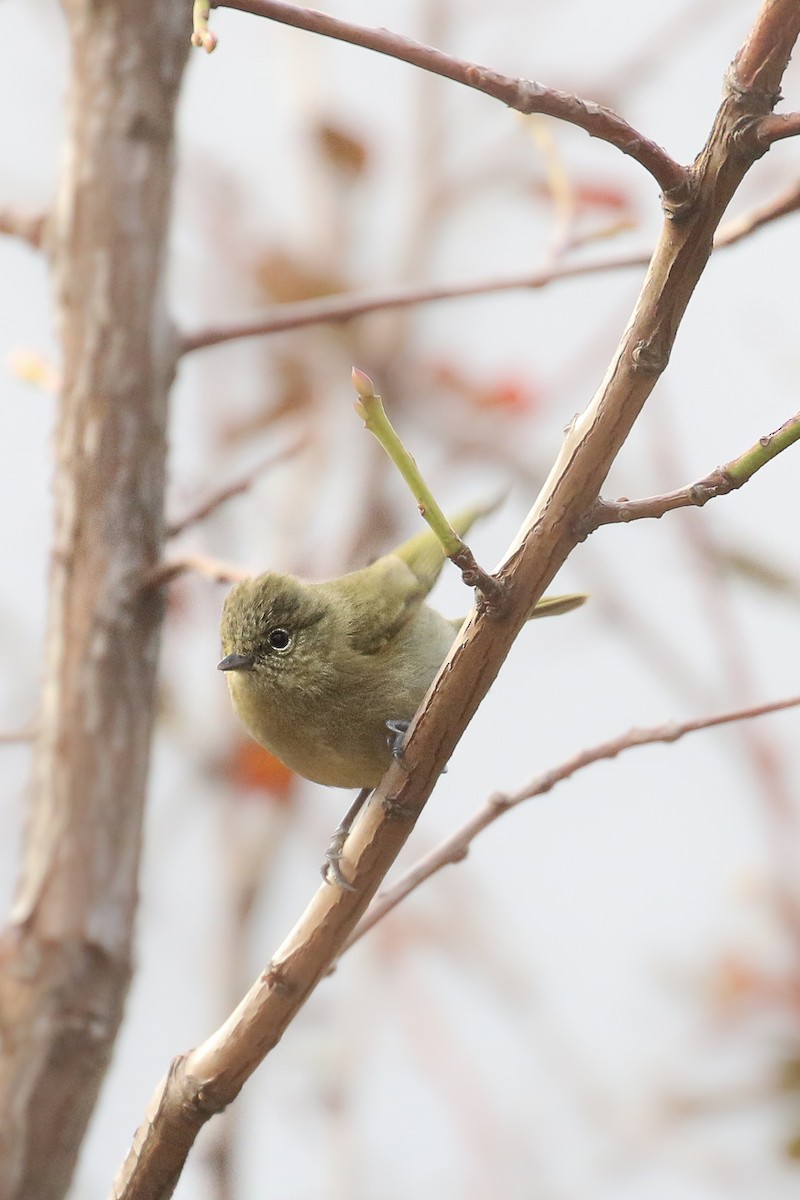 Yellow-browed Tit - ML462666131