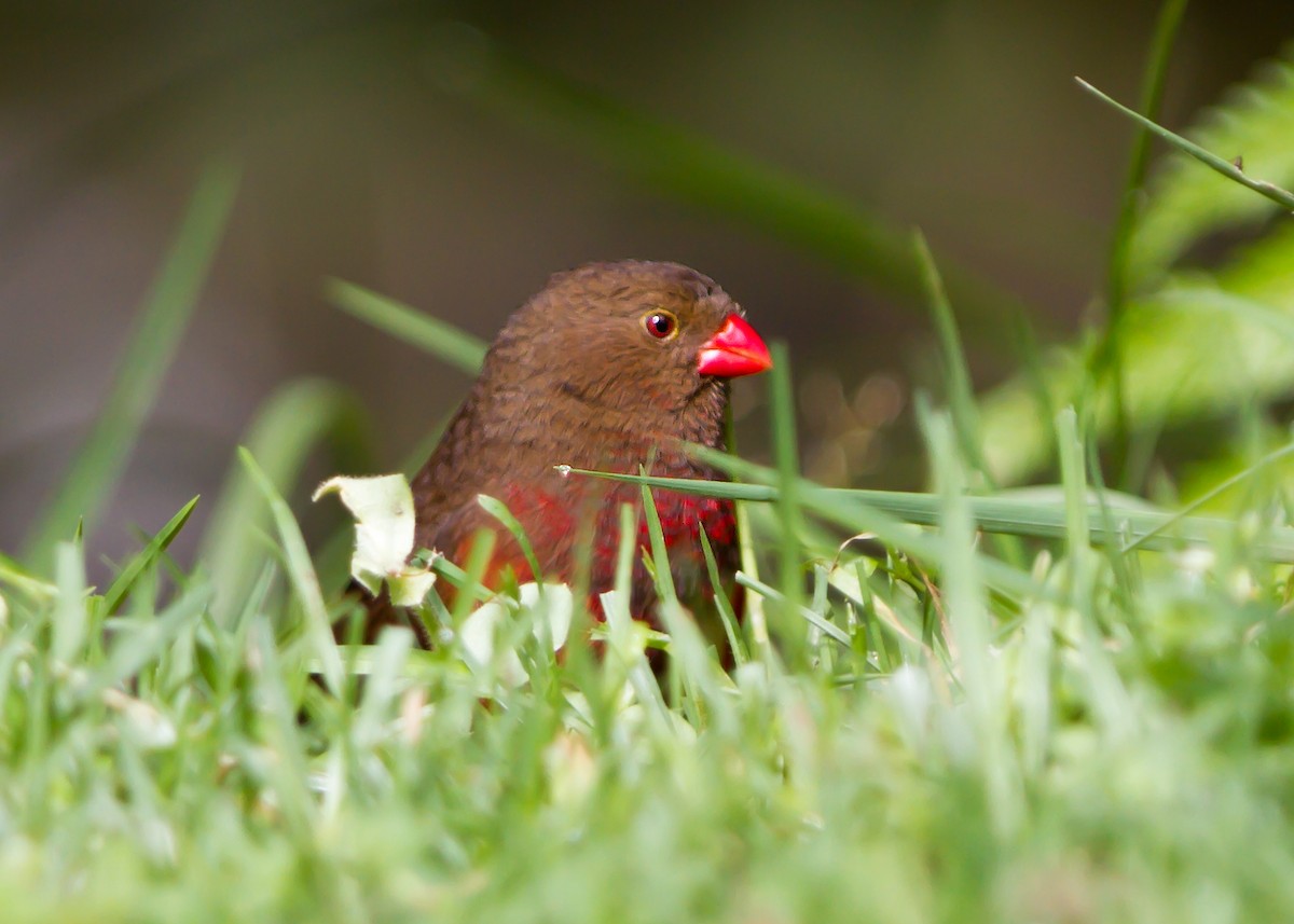 Mountain Firetail - ML462666491