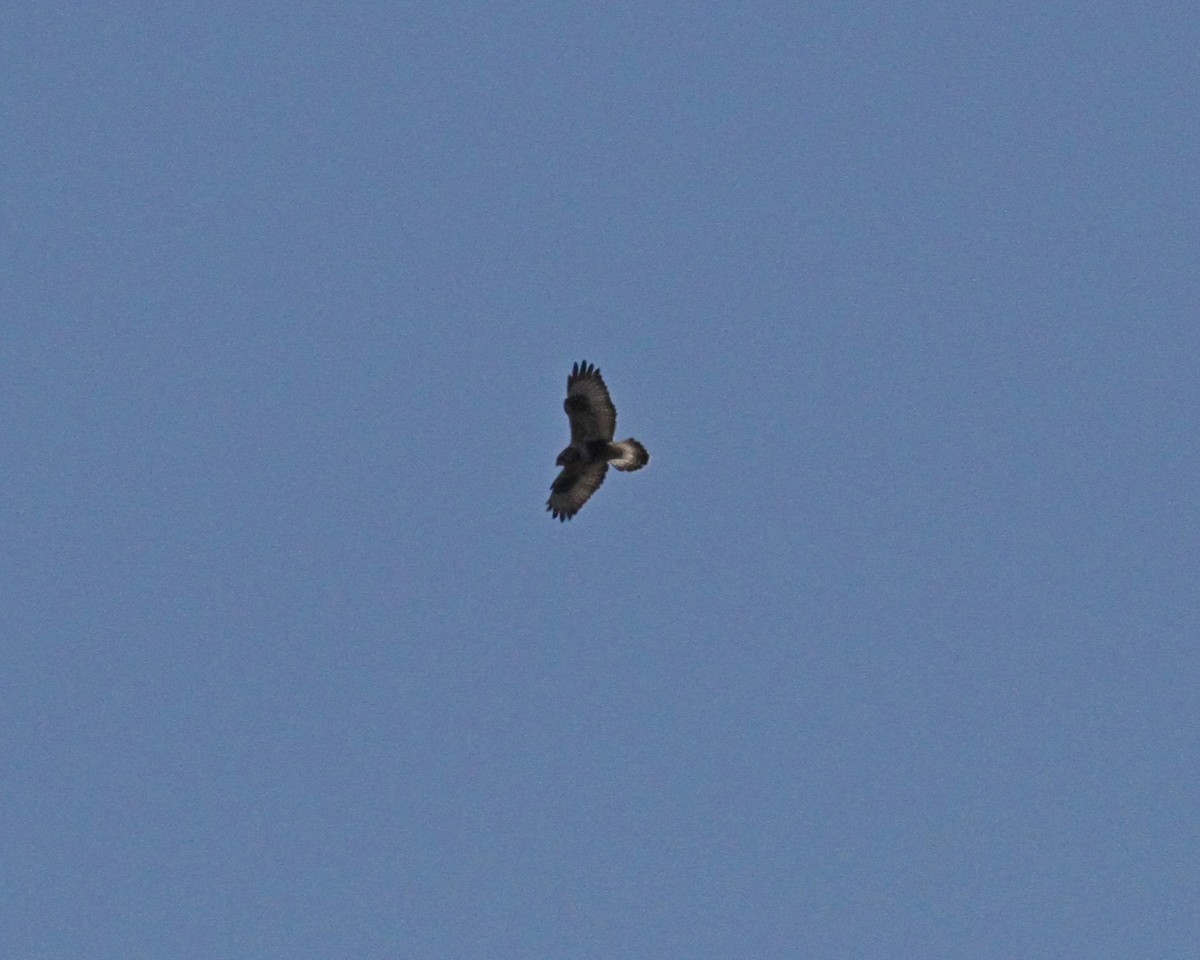 Rough-legged Hawk - ML46266651