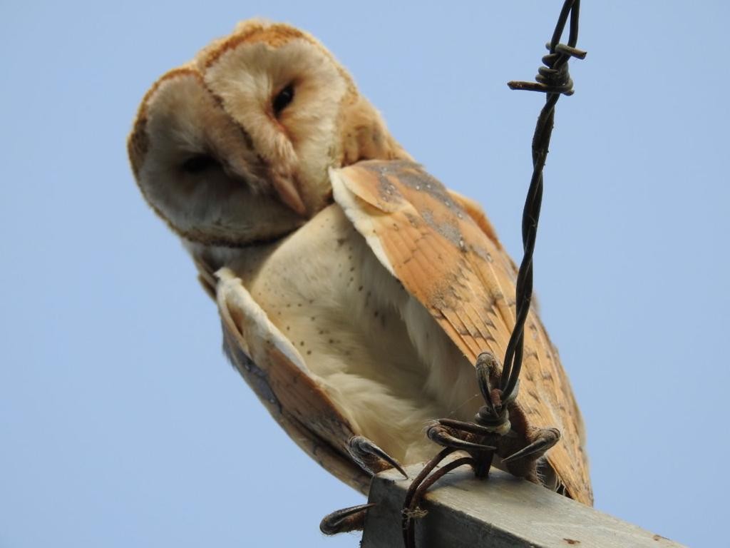 Barn Owl - ML462666621