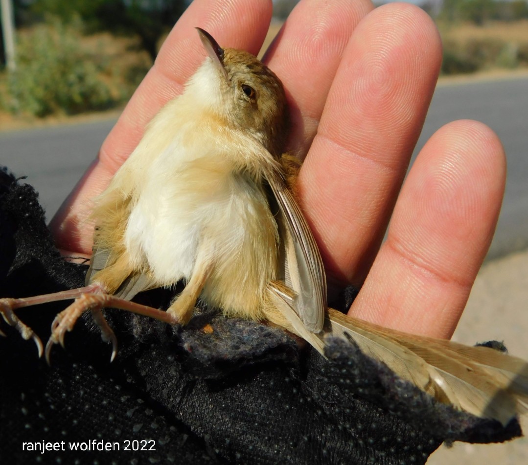 Plain Prinia - ML462666981