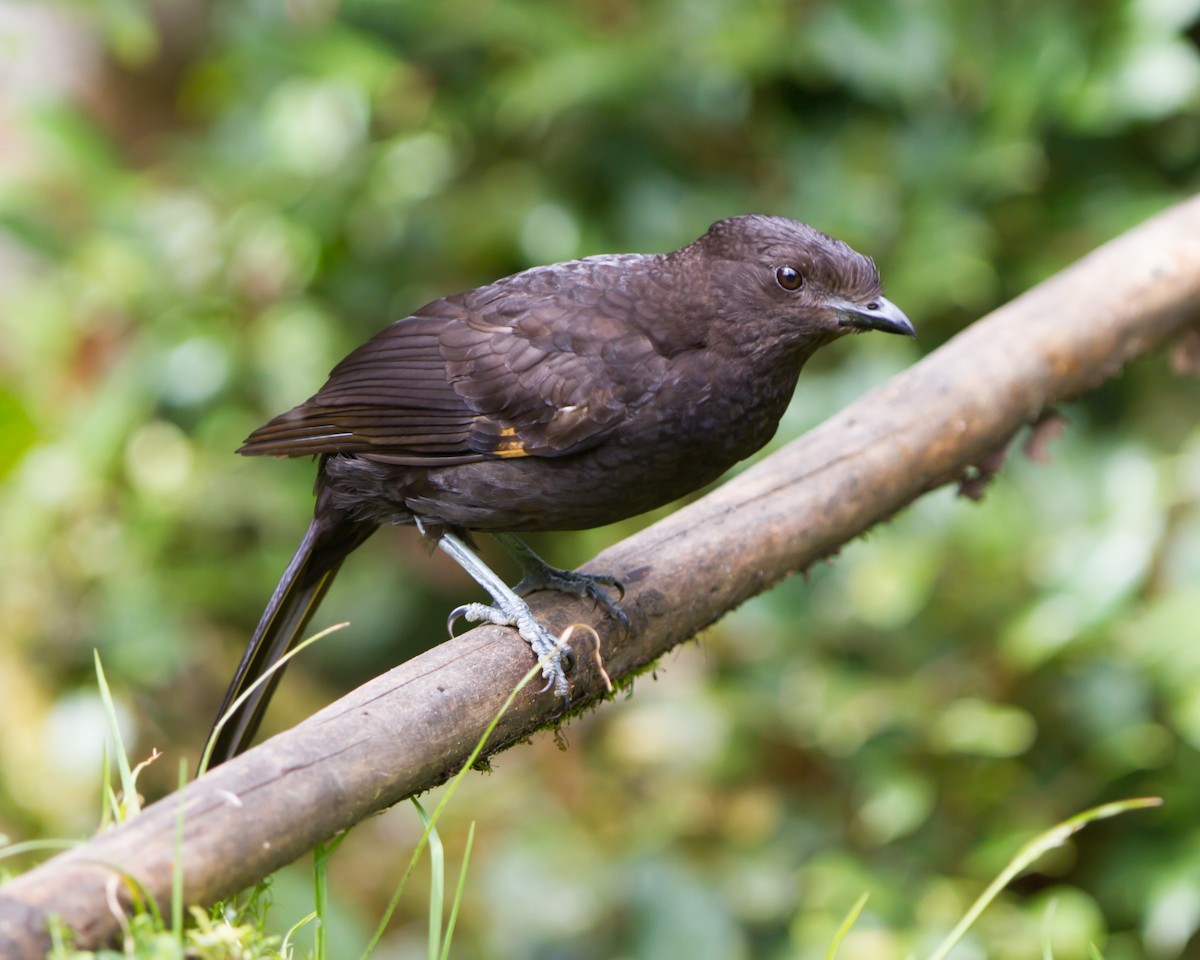 Archbold's Bowerbird - ML462667001