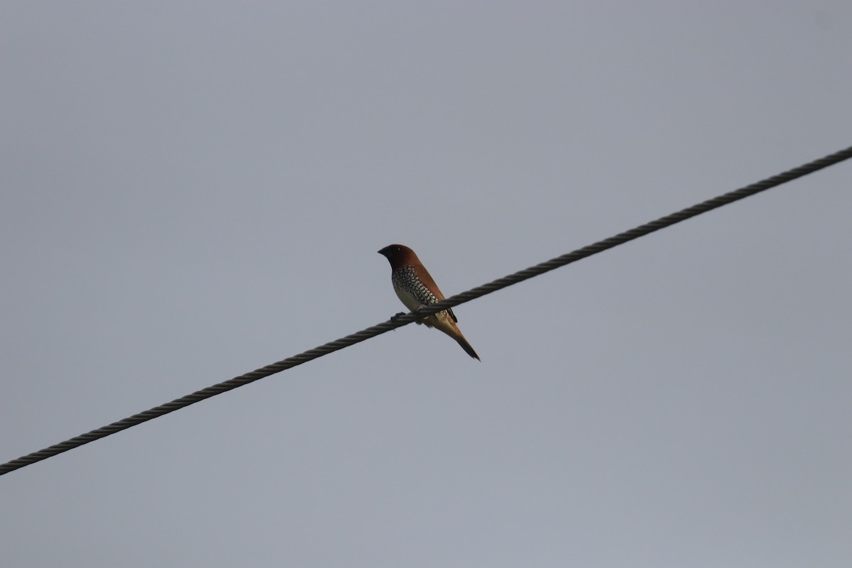 Scaly-breasted Munia - Praveen H N