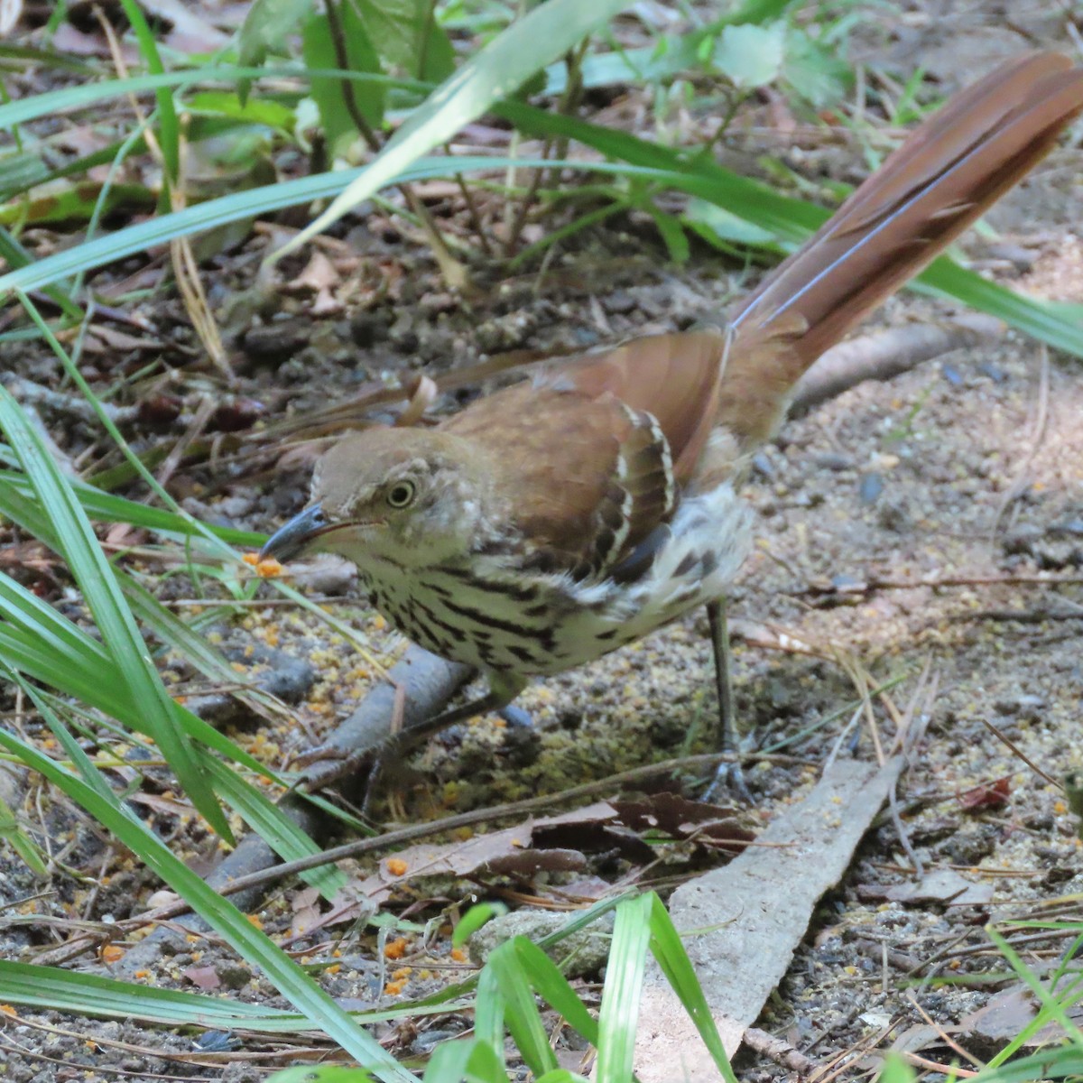 Brown Thrasher - ML462668991