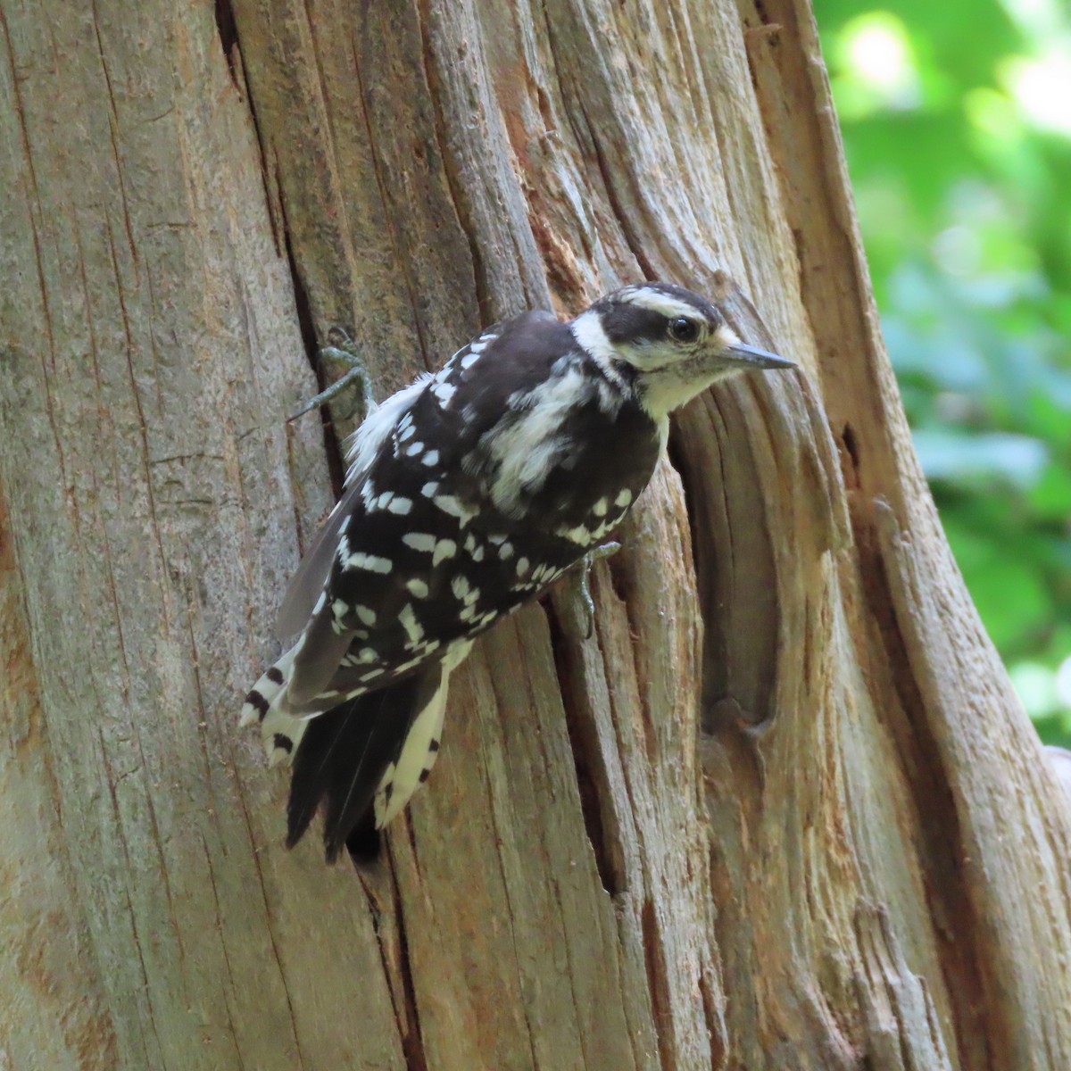 Downy Woodpecker - ML462669101