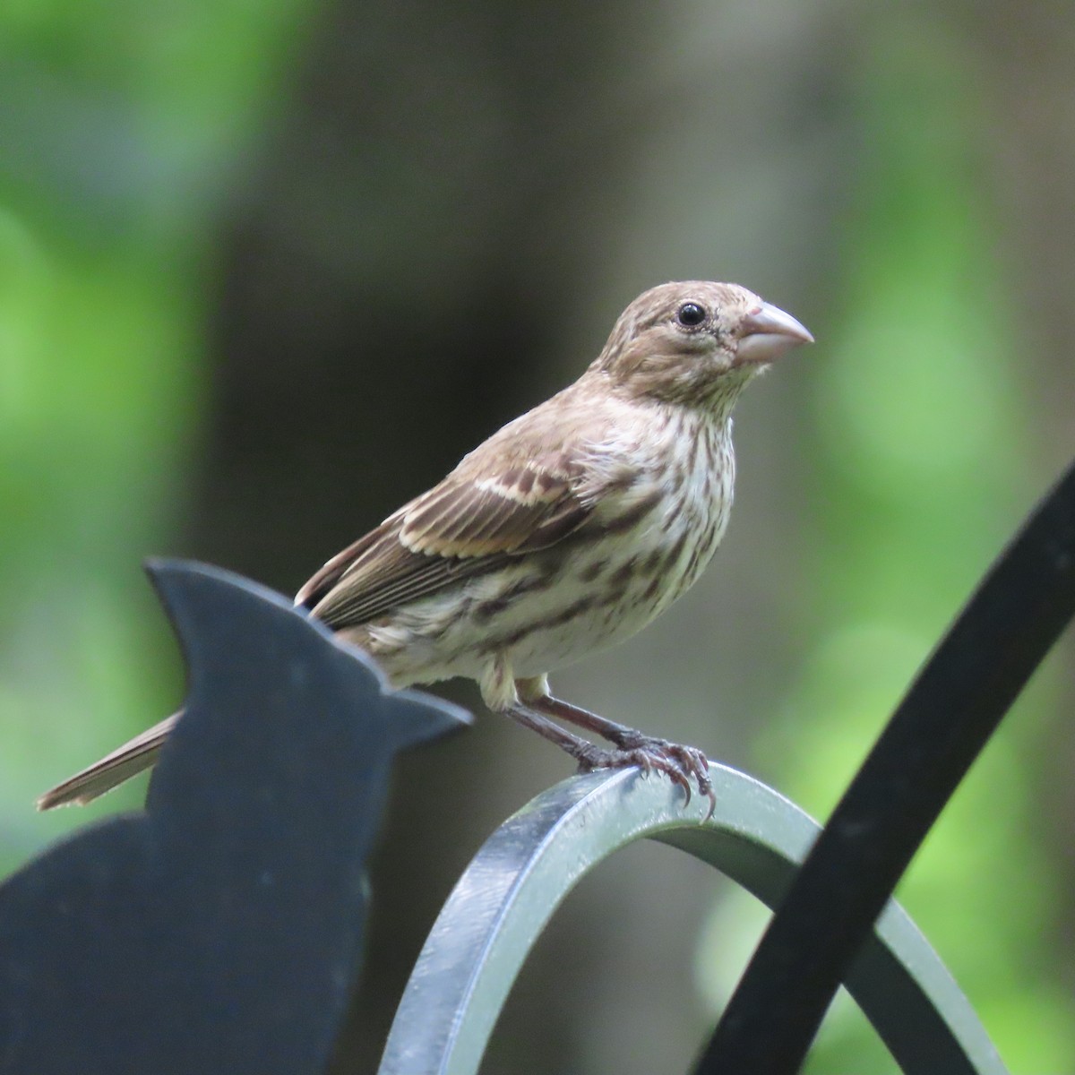 House Finch - ML462669241