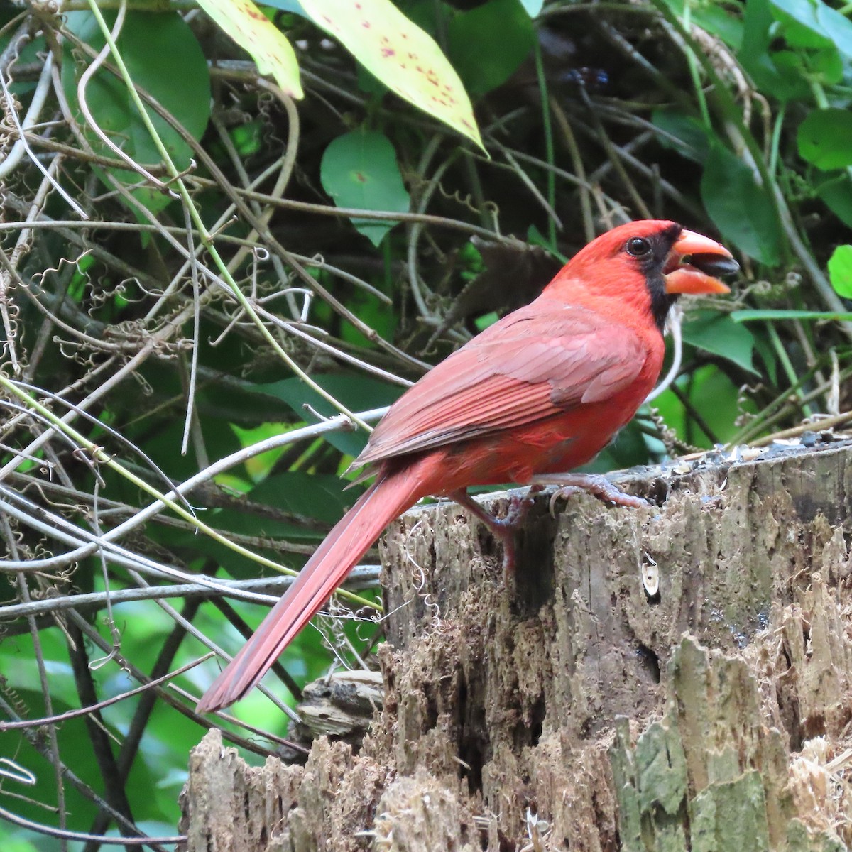 Northern Cardinal - ML462669331