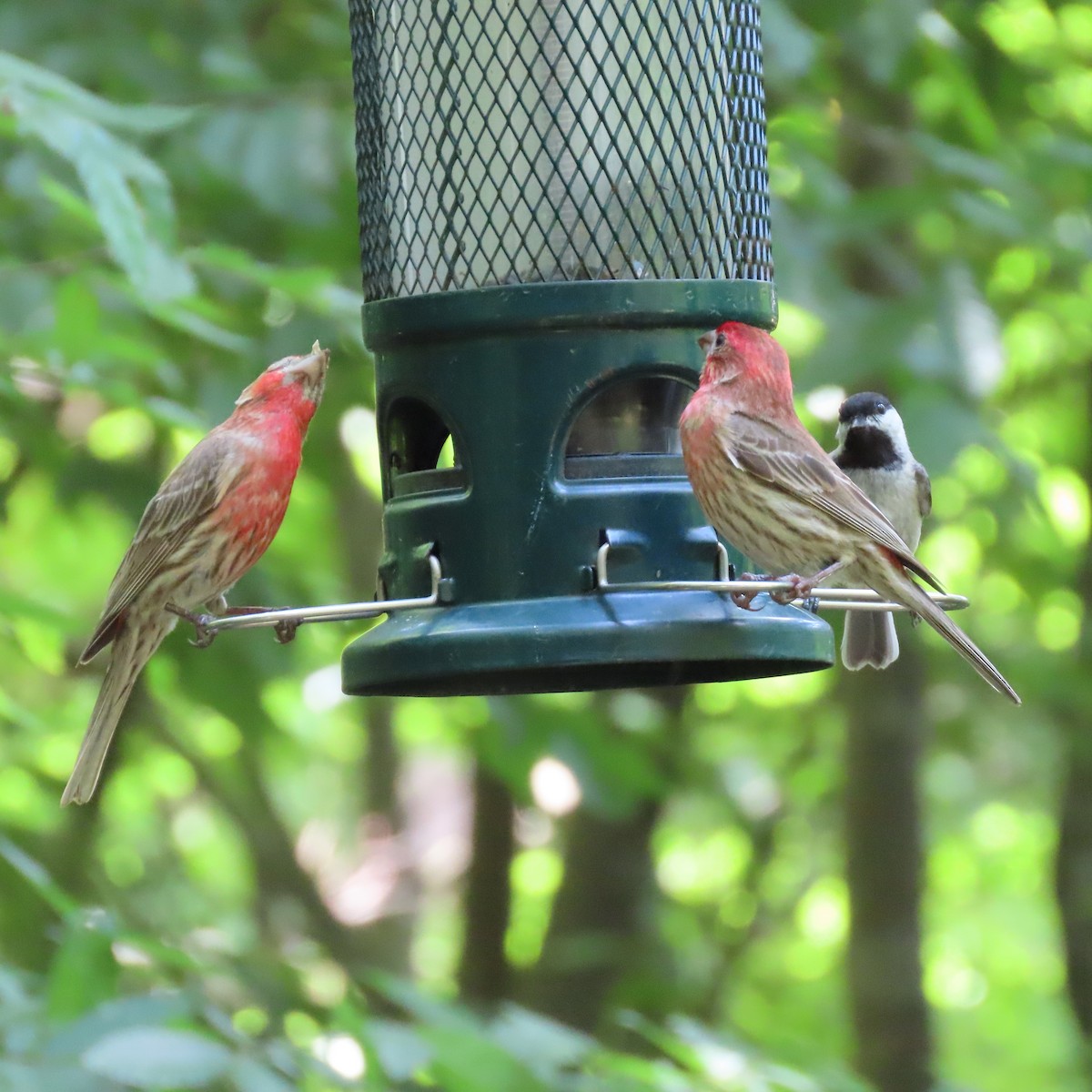 House Finch - ML462669361